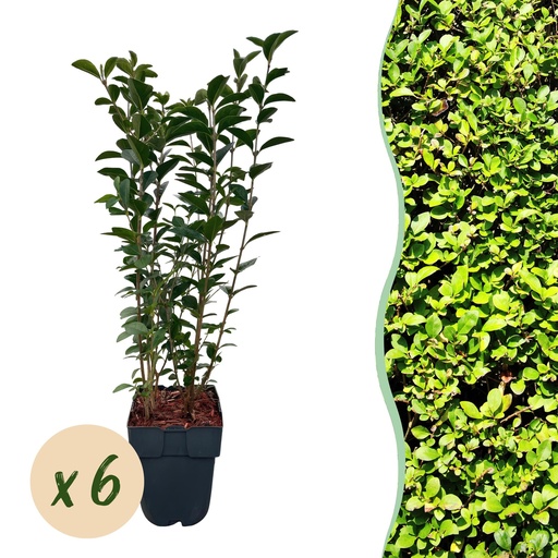 "Heckenpflanzen - Ligustrum ovalifolium - grünes Blatt - 6 Pflanzen - 1 laufender Meter - immergrün - Topf 17cm Höhe 55cm image"