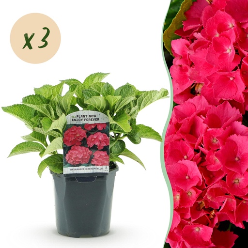 "Hortensie (Hydrangea macrophylla) – winterharter Blütenstrauch, Höhe ca. 17 cm image"