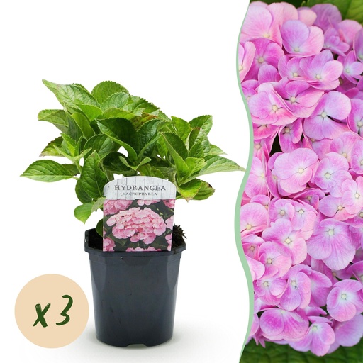 "Hortensie - Hydrangea macrophylla 'Rosa' - Blüten in Rosa - 3 Pflanzen - 1 m² - Laubabwerfend - Pflegeleicht - Topf 17 cm, Höhe 30 cm image"