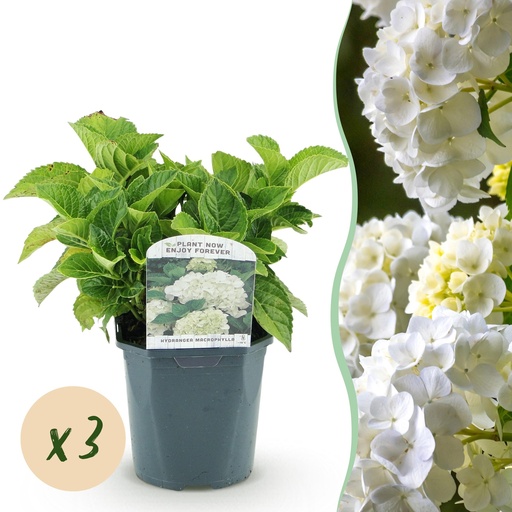 "Bauernhortensie 'Weiß' (Hydrangea macrophylla) – winterharte Blütenstaude, Höhe ca. 17 cm image"