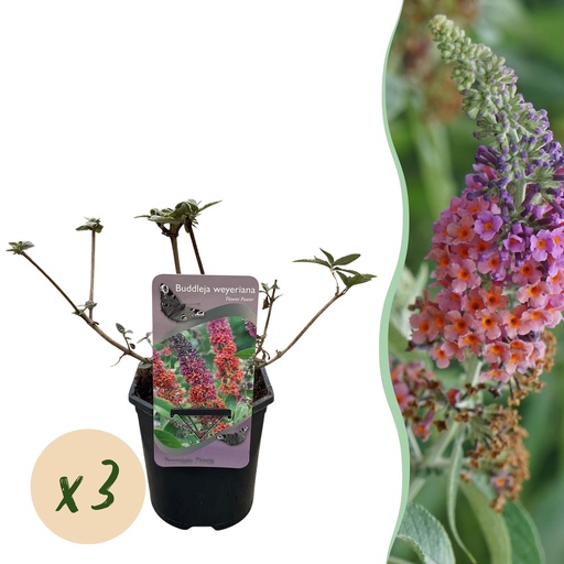 "Schmetterlingsflieder - Buddleja davidii 'Flower Power' - Blüten Orange-Lila - 3 Pflanzen - 1 m² - Laubabwerfend - Schmetterlingsmagnet - Topf 17 cm, Höhe 30 cm image"