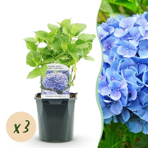 "Bauernhortensie (Hydrangea macrophylla) – winterharter Blütenstrauch, Höhe ca. 17 cm image"