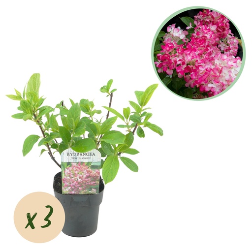 "Rispenhortensie - Hydrangea panniculata Pink Diamond - Blüte Weiß Rosa - 3 Pflanzen - 1 m² - Laubabwerfend - Große Blüten - Topf 17 cm Höhe 50 cm image"
