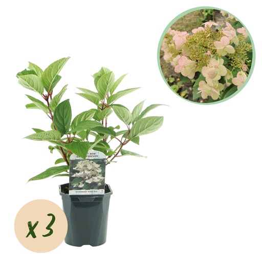 "Rispenhortensie - Hydrangea panniculata Wims Red - Blüte Weiß Rot - 3 Pflanzen - 1 m2 - Laubabwerfend - Große Blüten - Topf 17cm Höhe 50cm image"