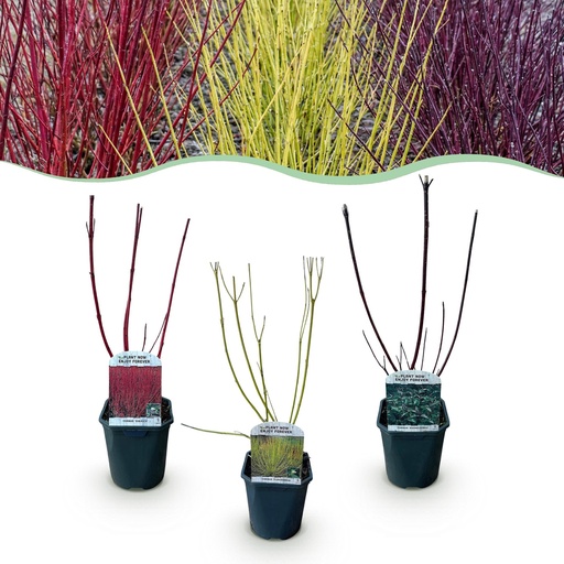 "Sträucher - Cornus alba Tricolour - Kombination aus roten, grünen und lila Zweigen - 3 Pflanzen - Laubabwerfend - Wenig Pflege - Topf 17cm Höhe 45cm image"