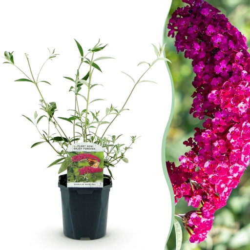 "Gartenpflanze - Buddleja davidii Royal Red - Schmetterlingsstrauch - Winterhart - Rot - 1 Pflanze - Topf 17cm - Höhe 45cm image"