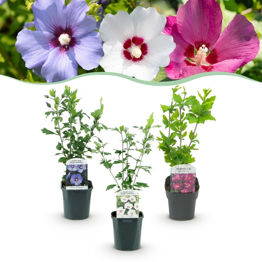 "Sträucher - Hibiscus syriacus Tricolour - Blüte Rosa, Weiß und Blau - 3 Pflanzen - Laubabwerfend - Wenig Pflegeaufwand - Topf 17cm Höhe 45cm image"