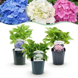 Bauernhortensie (Hydrangea macrophylla) – winterharter Zierstrauch, Höhe ca. 17 