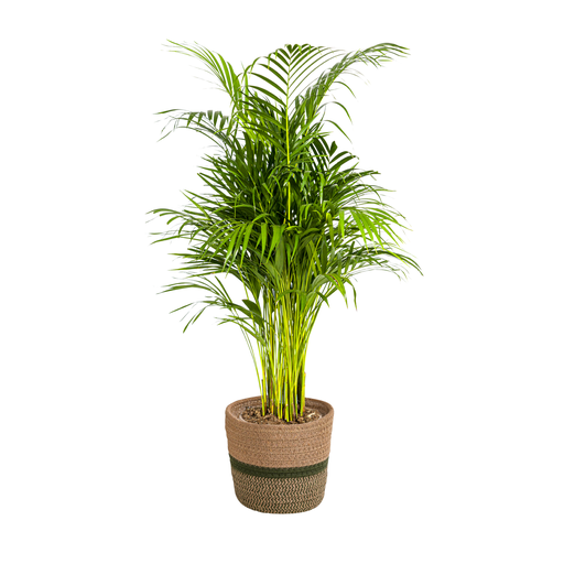 "Dypsis Areca Lutescens mit Korb Ø21cm - ↕100 - 120cm image"