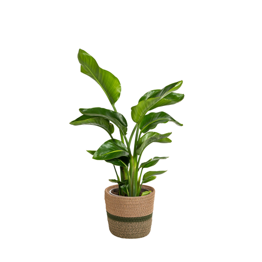 "Strelitzia Nicolai mit Korb Ø21cm - ↕90 - 110cm image"