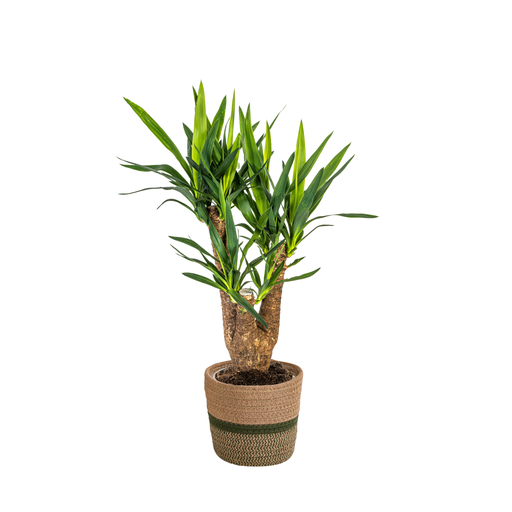 "Yucca Elephantipes Verzweigt mit Korb Ø21cm - ↕60 - 70cm image"