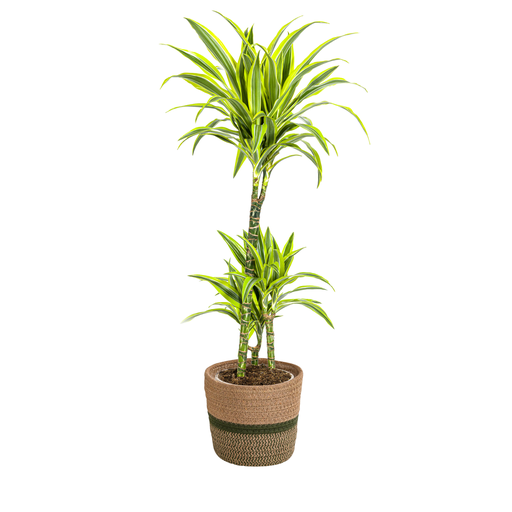 "Dracaena Deremensis Lemon Lime mit Korb Ø21cm - ↕90 - 110cm image"