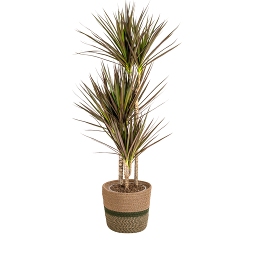 "Dracaena Marginata Magenta mit Korb Ø21cm - ↕110 - 130cm image"