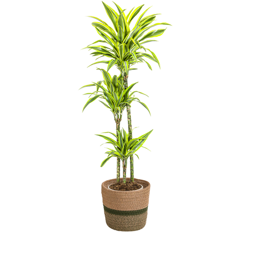 "Drachenbaum (Dracaena deremensis) – pflegeleichte Zimmerpflanze, im Dekokorb, Topf-Ø 24 cm, Höhe ca. 24 cm image"