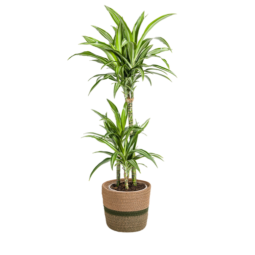 "Dracaena Deremensis White Stripe mit Korb Ø21cm - ↕90 - 110cm image"
