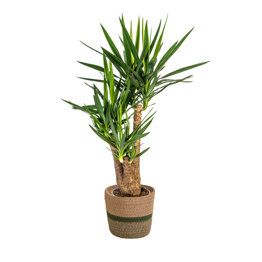 "Yucca Elephantipes Verzweigt mit Korb Ø24cm - ↕80-100cm image"