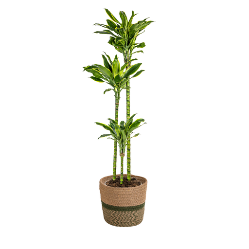 "Dracaena Fragrans Golden Coast mit Korb Ø24cm - ↕130 - 150cm image"
