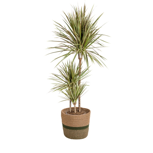 "Schmalblättriger Drachenbaum (Dracaena marginata) – pflegeleichte Zimmerpflanze, im Dekokorb, Topf-Ø 21 cm, Höhe ca. 21 cm image"