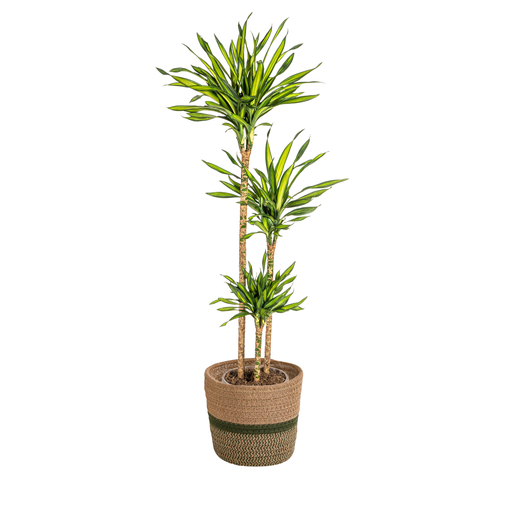 "Drachenbaum (Dracaena deremensis) – pflegeleichte Zimmerpflanze, im Dekokorb, Topf-Ø 24 cm, Höhe ca. 24 cm image"