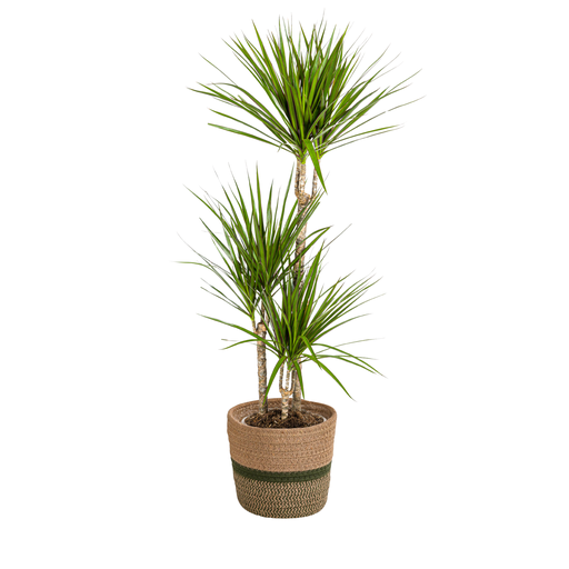 "Dracaena Marginata Green mit Korb Ø21cm - ↕110 - 130cm image"