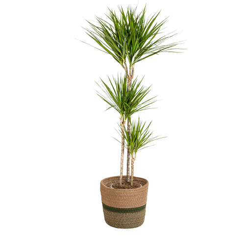 "Drachenbaum (Dracaena marginata) – pflegeleichte Zimmerpflanze, im Dekokorb, Topf-Ø 24 cm, Höhe ca. 24 cm image"