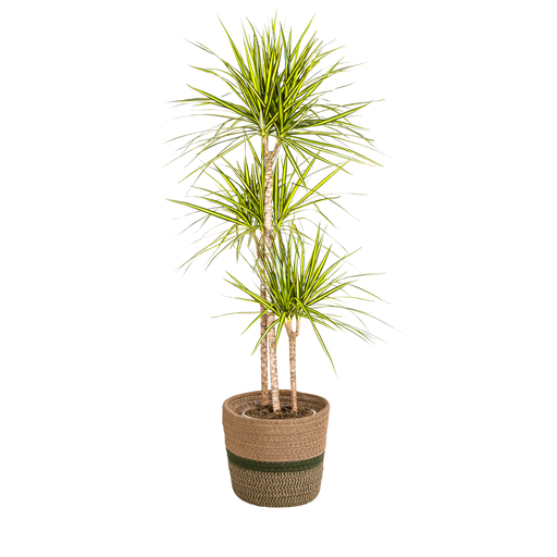 "Dracaena Marginata Sunray mit Korb Ø24cm - ↕130 - 150cm image"