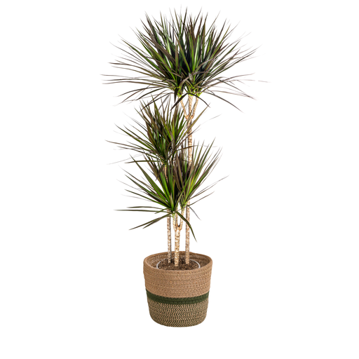 "Schmalblättriger Drachenbaum (Dracaena marginata) – pflegeleichte Zimmerpflanze, im Dekokorb, Topf-Ø 24 cm, Höhe ca. 24 cm image"