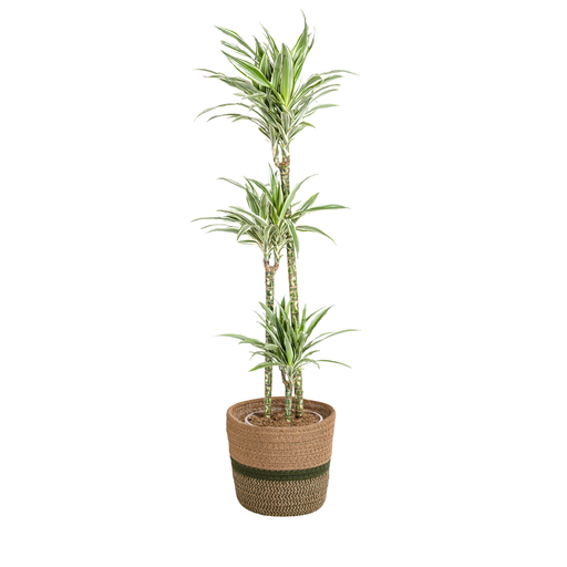 "Drachenbaum (Dracaena deremensis) – pflegeleichte Zimmerpflanze, im Dekokorb, Topf-Ø 24 cm, Höhe ca. 24 cm image"