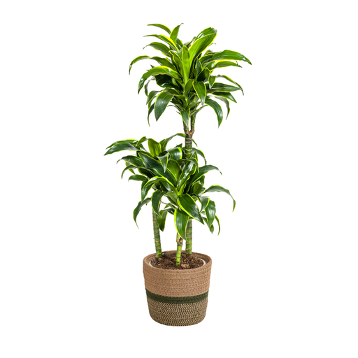 "Drachenbaum (Dracaena deremensis) – pflegeleichte Zimmerpflanze, im Dekokorb, Topf-Ø 21 cm, Höhe ca. 21 cm image"