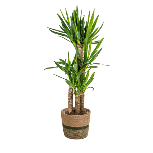 "Yucca Elephantipes mit Korb Ø21cm - ↕90 - 110cm image"
