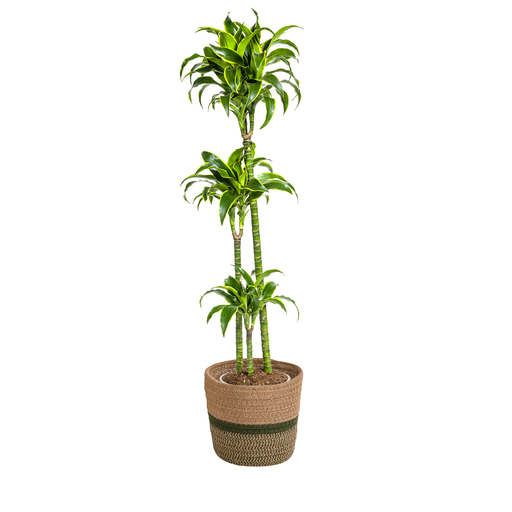 "Drachenbaum (Dracaena deremensis) – pflegeleichte Zimmerpflanze, im Dekokorb, Topf-Ø 24 cm, Höhe ca. 24 cm image"