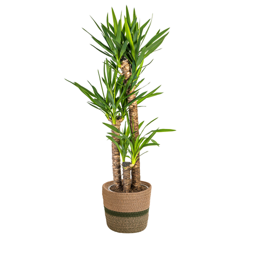 "Yucca Elephantipes mit Korb Ø24cm - ↕120 - 140cm image"