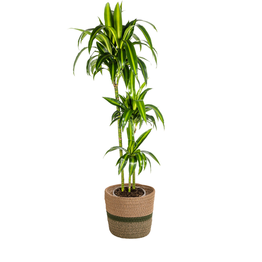 "Dracaena Deremensis Hawaiian Sunshine mit Korb Ø24cm - ↕130 - 150cm image"