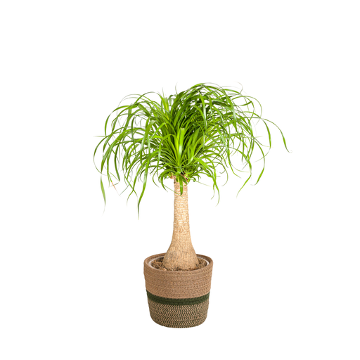 "Elefantenfuß (Beaucarnea recurvata) – pflegeleichte Zimmerpflanze, im Dekokorb, Topf-Ø 21 cm, Höhe ca. 21 cm image"