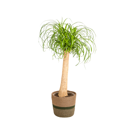 "Elefantenfuß (Beaucarnea recurvata) – pflegeleichte Zimmerpflanze, im Dekokorb, Topf-Ø 24 cm, Höhe ca. 24 cm image"