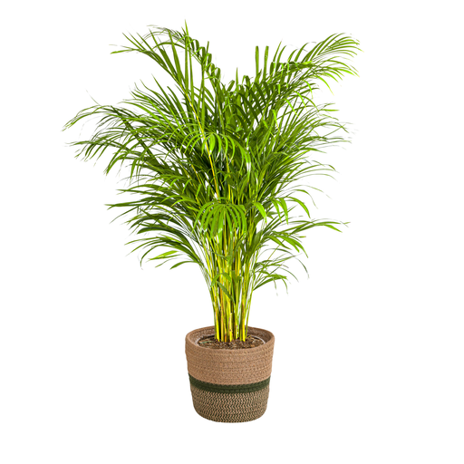 "Goldfruchtpalme (Dypsis arenarum) – pflegeleichte Zimmerpflanze, im Dekokorb, Topf-Ø 24 cm, Höhe ca. 24 cm image"