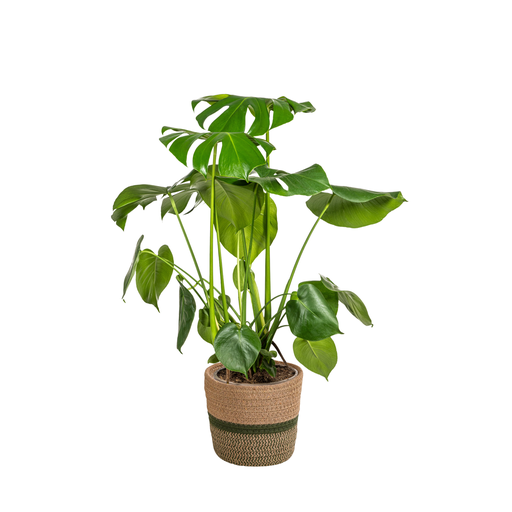 "Fensterblatt (Monstera deliciosa) – pflegeleichte Zimmerpflanze, im Dekokorb, Topf-Ø 21 cm, Höhe ca. 21 cm image"