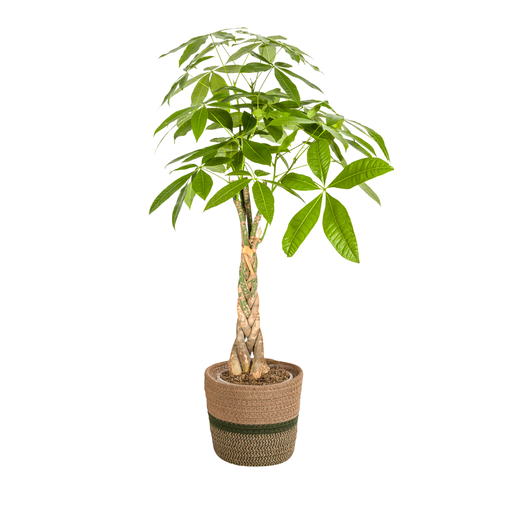 "Glückskastanie (Pachira aquatica) – pflegeleichte Zimmerpflanze, im Dekokorb, Topf-Ø 21 cm, Höhe ca. 21 cm image"