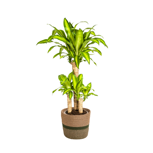 "Dracaena Fragrans Massangeana mit Korb Ø21cm - ↕90 - 110cm image"