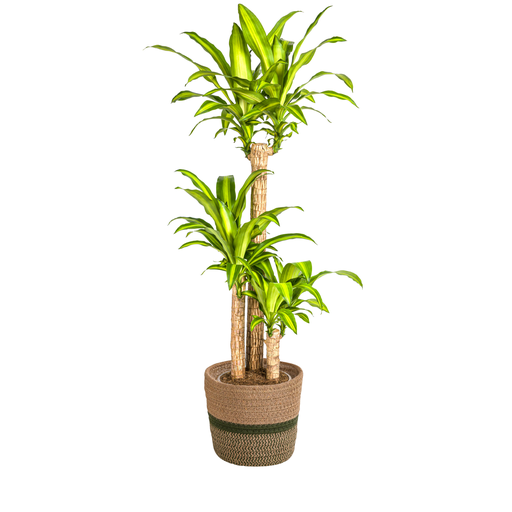 "Dracaena Fragrans Massangeana mit Korb Ø24cm - ↕130 - 150cm image"