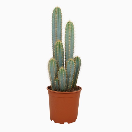 "Pilosocereus azureus - - - 21cm image"