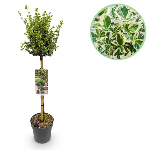 "Stammpflanze - Euonymus fortunei 'Emerald Gaiety' - Terrassenpflanze - Immergrün - Winterhart - Grün-graues Blatt - Topf 19 cm, Höhe 90 cm image"