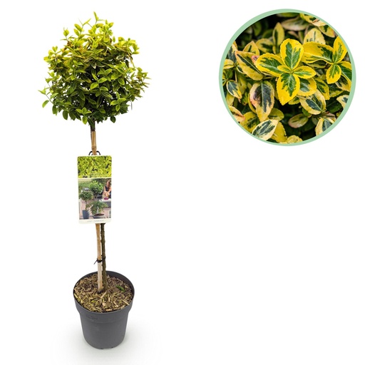 "Kriechspindel 'Emerald ' (Euonymus fortunei) – winterharter immergrüner Bodendecker, Höhe ca. 19 cm image"