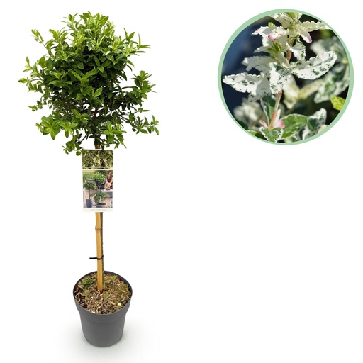 "Kriechspindel (Euonymus fortunei) – winterharter Bodendecker, Höhe ca. 19 cm image"