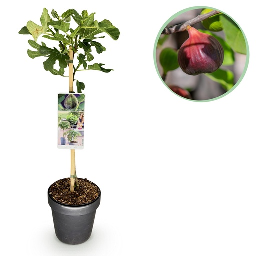 "Stämmchen - Ficus carica Brown Turkey - Terrassenpflanze - Laubabwerfend - Winterhart - Grüne Frucht - Topf 19cm Höhe 90cm image"