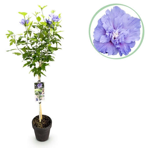 "Garteneibisch (Hibiscus syriacus) – winterharter sommerblühender Strauch, Höhe ca. 19 cm image"
