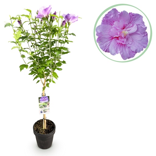 "Hibiskus-Stämmchen - Hibiscus syriacus Lavender Chiffon® - Terrassenpflanze - Laubabwerfend - Winterhart - Lila Blüte - Topf 19cm Höhe 90cm image"