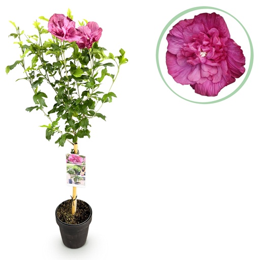 "Garteneibisch (Hibiscus syriacus) – winterharter Zierstrauch, Höhe ca. 19 cm image"
