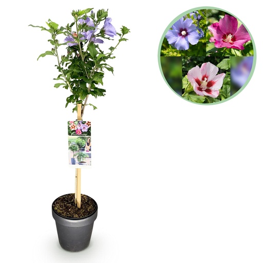 "Stamm-Pflanze - Hibiscus syriacus Tricolour - Terrasse Pflanze - Laubabwerfend - Winterhart - Weiße, Rosa, Violette Blüte - Topf 19cm Höhe 90cm image"