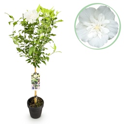 Garteneibisch (Hibiscus syriacus) – winterharter Blütenstrauch, Höhe ca. 19 cm